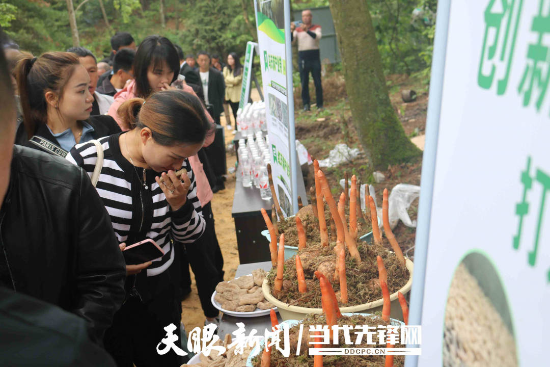七星关区野角乡：“一引十联百竞”促万亩遍“野”